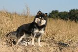 CHIEN FINNOIS DE LAPONIE 278
